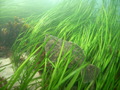 Podmorskie łąki są miejscem schronienia wielu gatunków zwierząt.
źródło: http://search.usa.gov/search/images?affiliate=oceanservice.noaa.gov&amp;query=seagrass