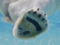 Łapa niedźwiedzia polarnego jest wyposażona w sztywne włosy, które zapewniają izolację od zmrożonego podłoża. Fot. Valerie, źródło: https://www.flickr.com/, dostęp: 14.11.14.
