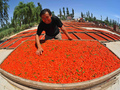Tak wygląda suszenie owoców kolcowuju chińskiego (Lycium Chinese), 
znanych pod rynkową nazwą jagody Goji. Fot Ngai Artur, źródło: źródło: 
www. flickr.com, dostęp 25.03.14