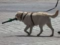 Psy na długiej smyczy wydatkują najmniej energii na ruch, jeśli połączą chód z truchtem.
http://commons.wikimedia.org/wiki/File:Vierbeiniger_Regenschirmtr%C3%A4ger.JPG, dostęp: 08.04.2014
