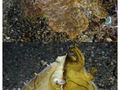 Mątwa zmieniająca kolor.Fot. Nick Hobgood, źródło: http://en.wikipedia.org/wiki/File:Cuttlefish_color.jpg, dostęp 18.02.14
