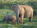 Samica słonia afrykańskiego z młodym