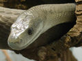 

Czarna
mamba to jeden z jadowitych węży zamieszkujących Afrykę – rejon Sahelu.

Tim Wickers http://commons.wikimedia.org/wiki/File:Dendroaspis_polylepis_%2810%29.jpg

