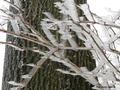 Fot. 3. Gałązki krzewu pokryte szadzią lodową