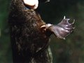 

Dziobak
należy do nielicznych ssaków jadowitych. Ostroga, która znajduje się na tylnej
nodze samca dziobaka wydziela jad. 

Original uploader was Elonnon at en.wikipedia
http://pl.wikipedia.org/wiki/Plik:Platypus_spur.JPG

