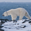 Samica niedźwiedzia polarnego z obrożą lokacyjną.