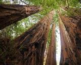 &nbsp;

Sekwoje
to jedne z najwyższych drzew. Autor:
Allie_Caulfield from Germany, źródło:
http://commons.wikimedia.org/wiki/File:Sequoia_sempervirens_Big_Basin_Redwoods_State_Park_4.jpg, dostęp: 2 kwietnia 2014.

