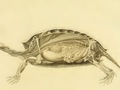 Rysunek z książki Ludwika Henryka Bojanusa (1776–1827)
– biologa i lekarza niemieckiego pochodzenia, profesor Uniwersytetu
Wileńskiego. Bojanus przyczynił się do poznania budowy i fizjologii żółwi, przy
czym do badań odławiał nadmiernie dużo osobników.