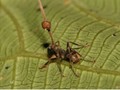 Ciało martwej mrówki zaatakowanej grzybem Ophiocordyceps unilateralis. Z głowy mrówki wyrasta strzępka grzyba zakończona kulą z zarodnikami, które mogą rozsypać się na powierzchni 1 m². Fot. David P. Hughes, Maj-Britt Pontoppidan, źródło: http://commons.wikimedia.org/wiki/Category:Ophiocordyceps_unilateralis#mediaviewer/File:Ophiocordyceps_unilateralis.png, dostęp: 04.11.14.
