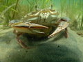 Skorupiaki są liczną grupą organizmów występujących w obrębie łąk podmorskich.
Żródło: http://www.habitat.noaa.gov/images/femalecrabineelgrass.jpg

