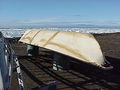 Umiaki to łodzie Inuitów, szkielet jest wykonany z kości wielorybów i drewna wyrzuconego przez morze, na nim rozpięte są focze skóry. 
Fot. Floyd Davidson, źródło: http://commons.wikimedia.org/wiki/File:Umiaq_skin_boat.jpg?uselang=pl