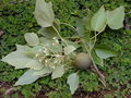 

Kwiaty,
owoce i liście tunga molukańskiego.

Fot. Tauʻolunga, źródło: http://pl.wikipedia.org/wiki/Plik:Starr_020803-0119_Aleurites_moluccana.jpg
[dostęp 28 maja 2013]

