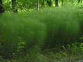 Skrzyp olbrzymi – ten łan został sfotografowany na terenie Czech, niedaleko Chocenia.Fot. Petr Filippov, źródło: http://commons.wikimedia.org/wiki/File:Equisetum_telmateia.JPG