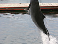 Morświn w duńskim fokarium.
Fot. Reneat da.wikipedia , źródło: http://en.wikipedia.org/wiki/File:Harbor_Porpoise_Fjord_Baelt_Denmark.JPG