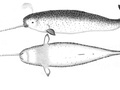 

Narwale (Monodon
monoceros) mają skórę ubarwioną w cętki. 

http://pl.wikipedia.org/wiki/Plik:Narwhalsk.jpg

