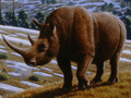 Nosorożec włochaty