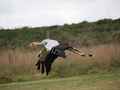 

Długie
nogi sekretarza są wyciągnięte w czasie lotu.

Fot. putneymark, źródło: http://en.wikipedia.org/wiki/File:Sagittarius_serpentarius_-Tsavo_East_National_Park,_Kenya_-flying-8.jpg

