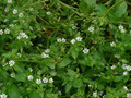 Gwiazdnica lekarska, w ogrodzie i na polu traktowana jako chwast jest rośliną bogatą w saponiny.
Fot. dinesh valke, źródło: http://www.flickr.com/photos/dinesh_valke