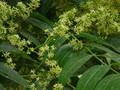 Sapindus mukorossi ma liście o budowie pierzastej i małe, zielonkawe kwiaty zgrupowane w wiechy.
Fot. dinesh valke, źródło: http://www.flickr.com/photos/dinesh_valke