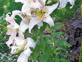 

Lilie o jasnych barwach kwiatów doskonale nadają się do przeprowadzenia opisanego w artykule eksperymentu. Można kupić je na straganie lub zerwać w ogrodzie. Fot. Darkone, źródło: http://commons.wikimedia.org/wiki/File:Lilie_Orientaler_Hybride.jpg



