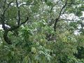 Drzewem rodzącym „orzechy piorące” jest Sapindus mukorossi, który rośnie na wysokości 200–1500 m n.p.m. w Indiach i Nepalu.
Fot. KENPEI, źródło: http://commons.wikimedia.org/wiki/File:Sapindus_mukorossi3.jpg?uselang=pl&nbsp;