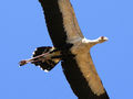 

Rozpiętość
skrzydeł sekretarza to ponad dwa metry. Najlepiej podziwiać wielkość ptaka w
czasie lotu.&nbsp;

Fot. Yoky, źródło: http://en.wikipedia.org/wiki/File:Sagittarius_serpentarius_Sekret%C3%A4r.JPG

