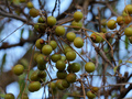 Owoce zapiana (mydleńca, Sapindus saponaria) są bogate w saponiny.
Fot. Mauricio Mercadante, źródło: http://www.flickr.com/photos/Mauricio Mercadante