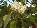 

Kwiaty
tunga molukańskiego są drobne i liczne, zebrane w szczytowe wiechy.

http://commons.wikimedia.org/wiki/File:Aleurites_moluccana_flowers.jpg
[dostęp 28 maja 2013]

