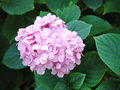 

Hortensja zasadzona na glebie o odczynie zasadowym, czyli charakteryzującej się wysoką wartością pH, będzie miała kwiaty koloru różowego. 
Fot. Don Banana, źródło: http://commons.wikimedia.org/wiki/File:Hydrangea.macrophylla.JPG