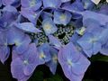 



Jeśli hortensję zasadzimy na glebie o odczynie kwasowym, czyli niskim pH, to będzie miała kwiaty koloru niebieskiego.Fot. Mike Peel (www.mikepeel.net), źródło: http://pl.wikipedia.org/wiki/Plik:Hydrangea_macrophylla_Blaumeise.jpg



