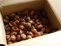 Pranie w tzw. orzechach piorących jest bardzo ekologiczne i ekonomiczne – 1 kg orzechów, będących ususzonymi owocami drzewa Sapindus mucorossi, wystarcza na rok prania w pralce przy założeniu, że włączamy ją 2–3 razy w tygodniu.
Fot. gadl, źródło: http://www.flickr.com/