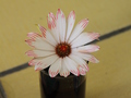 

Kwiat o białych płatkach zabarwiony czerwonym atramentem podczas eksperymentu przeprowadzonego przez Autorkę artykułu.Fot. Magdalena Kołodziejska