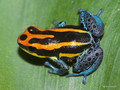 Dendrobates amazonicus (fot. YoUnGeStEr / wikimedia)