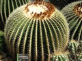 Pędy kaktusa Echinocactus grusonii