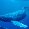 <div>Długopłetwiec (humbak) odfiltrowuje z wody kryla i małe ryby za 
pomocą fiszbinów. Jak przystało na wieloryba ma niewielkie wąsiki na 
pysku. Źródło: 
http://pl.wikipedia.org/wiki/Plik:Humpback_Whale_underwater_shot.jpg</div>