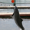 Morświn w duńskim fokarium.<br>Fot. Reneat da.wikipedia , źródło: http://en.wikipedia.org/wiki/File:Harbor_Porpoise_Fjord_Baelt_Denmark.JPG