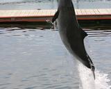 Morświn w duńskim fokarium.Fot. Reneat da.wikipedia , źródło: http://en.wikipedia.org/wiki/File:Harbor_Porpoise_Fjord_Baelt_Denmark.JPG