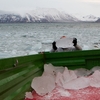 Zbieranie lodu z zatoki (fot. Dagmara Bożek-Andryszczak)