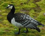 Bernikla białolica (Branta leucopsis)(fot. K. Jankowska)