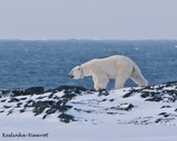 Samica niedźwiedzia polarnego z obrożą lokacyjną.
