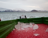Zbieranie lodu z zatoki (fot. Dagmara Bożek-Andryszczak)