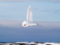 Mewa blada to jeden z ptaków drapieżnych, które można spotkać na Spitsbergenie. Fot. Piotr Andryszczak