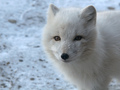Lis polarny (piesiec) w szacie zimowej. W październiku często odwiedzał stację.&nbsp;Fot. Katarzyna Jankowska